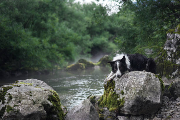 istock Border Collie lying on rock by tranquil forest river 2184238086