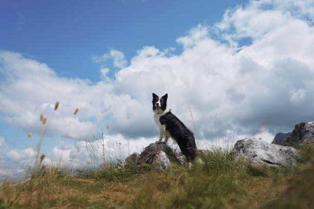 istock Border Collie sitting on mountain with grassy foreground 2184238116