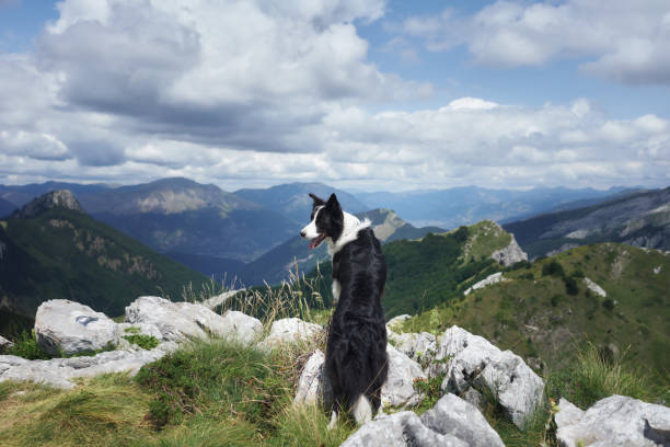 A Border Collie stands on a rocky mountain trail, taking in a panoramic view of the mountains. The dog stance and the open landscape create a sense of freedom and adventure.