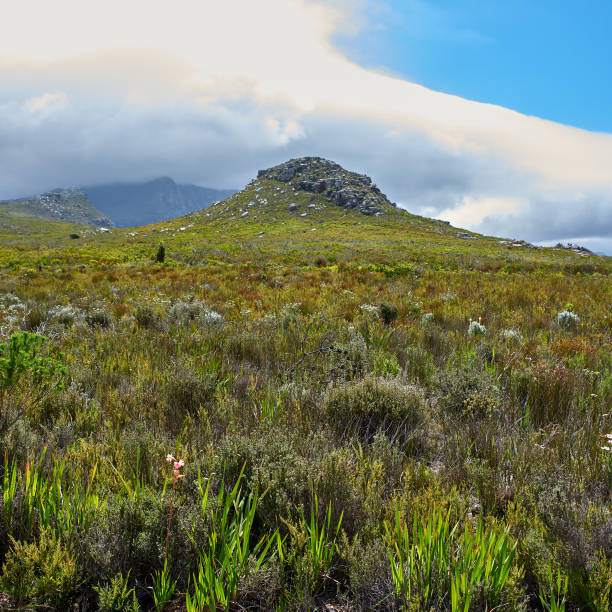 istock The wilderness of Cape Point National Park 2184238854