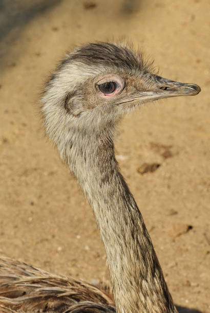 A wild ostrich by the ocean in South Africa