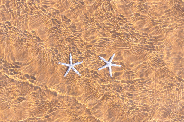 Starfish in a Turquoise Water