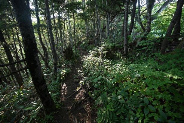 istock Climbing Mt. Shirasuna, Gunma, Japan 2184243378