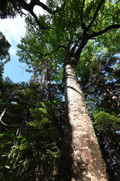 istock Climbing Mt. Shirasuna, Gunma, Japan 2184243398