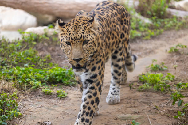 Vertical extreme closeup photo of the black brown and gold spotted patch pattern on the fur of a leopard skin.