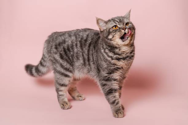 istock Gray funny cat licking its lips, isolated on pink background 2184243814