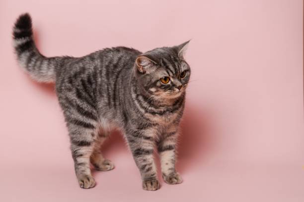 istock Close up on funny gray cat isolated at pink background 2184243823
