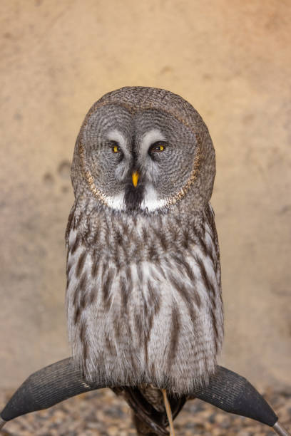 istock Great Grey Owl (Strix nebulosa) close up detailed portrait shot 2184243827