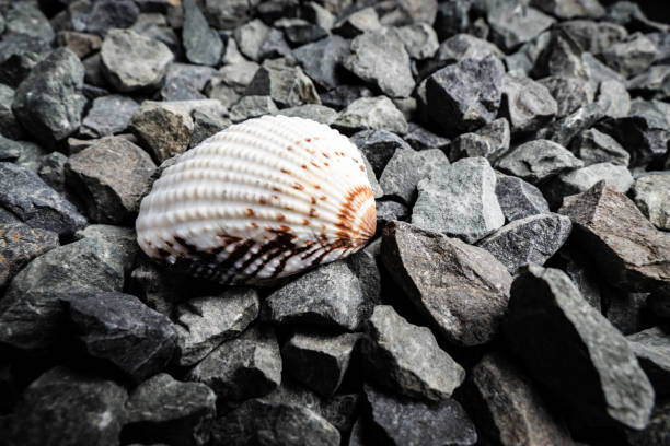 A beautiful shell showcases intricate patterns, resting gracefully among smooth grey stones. Natural light highlights its details, creating an appealing contrast with the rocks.