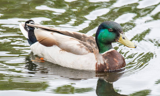 istock Mallard Duck in a park in Denmark 2184246415