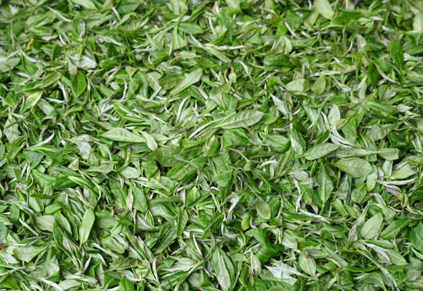istock New picked fresh green tea leaves background 2184246519