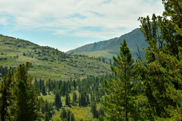 istock A rare cedar forest overgrown on the gentle slopes of a high mountain range under a summer cloudy sky. 2184248647