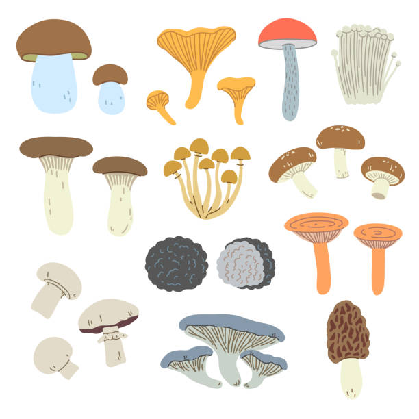 illustrazioni stock, clip art, cartoni animati e icone di tendenza di set di funghi commestibili in stile semplice e alla moda. illustrazioni vettoriali disegnate a mano per il design. - funghi