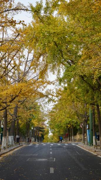 istock Yellow leaves on the road 2184251301