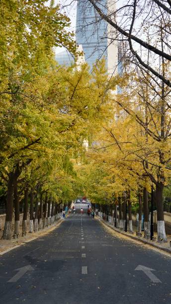 istock Yellow leaves on the road 2184251329