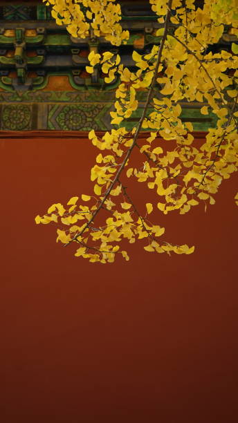 istock golden leaves over the red ancient building 2184252104