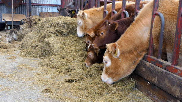 istock Limousine Cattle eating silage grass through a gate in a shed at a farm UK 2184256042