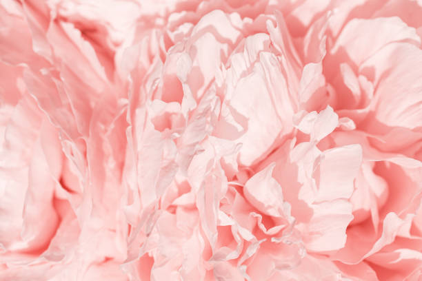 istock Peony flowers spring holiday flowery aesthetic nature close up pattern,  botanical design background, floral top view photo, pink-white blooming flower, scenery beauty nature wallpaper, sunlight 2184256626