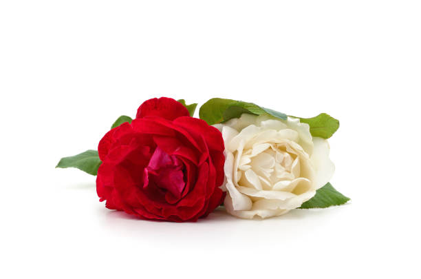 istock Beautiful white and red roses. 2184259170