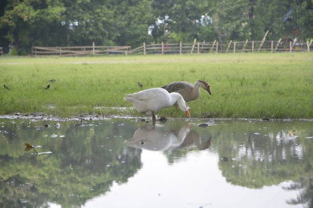 Duck in the lake side field