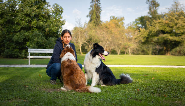 istock Border collie with owner training in a public park 2184260623