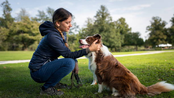 istock Border collie with owner training in a public park 2184260625