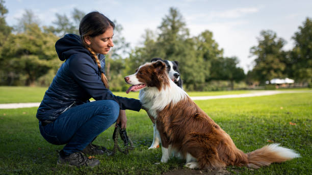 istock Border collie with owner training in a public park 2184260626