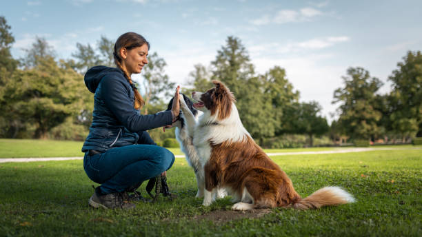 istock Border collie with owner training in a public park 2184260629