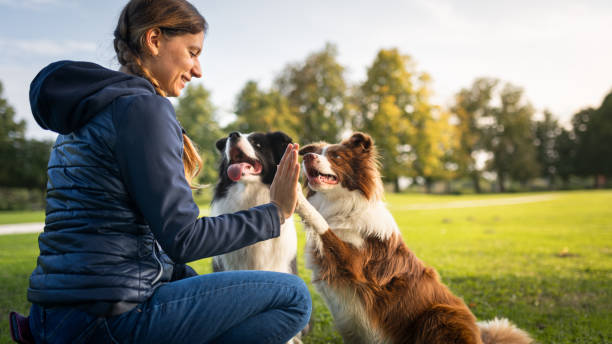 istock Border collie with owner training in a public park 2184260630