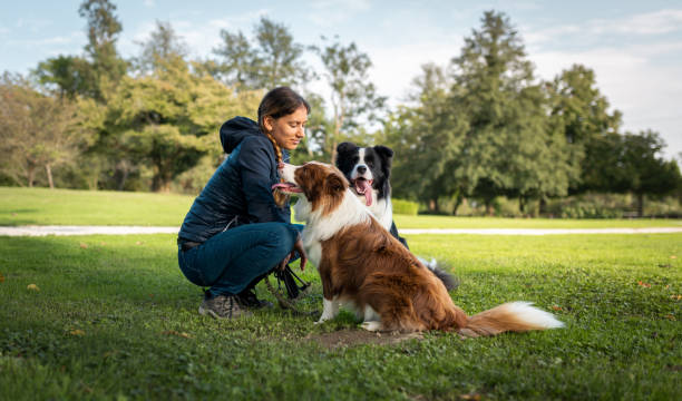 istock Border collie with owner training in a public park 2184260631