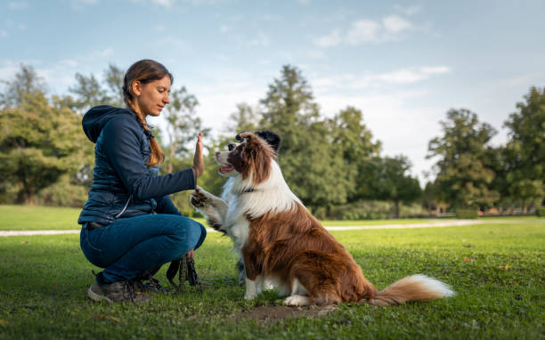 istock Border collie with owner training in a public park 2184260632