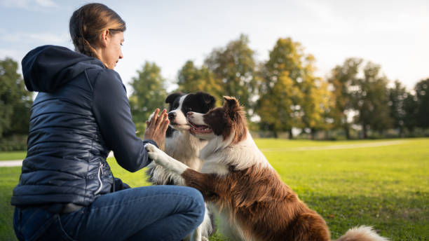 istock Border collie with owner training in a public park 2184260634