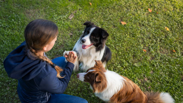 istock Border collie with owner training in a public park 2184260639