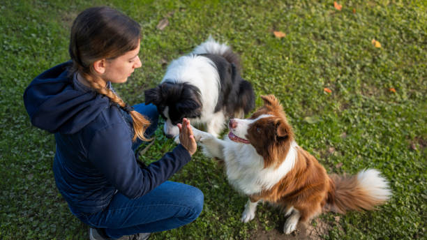 istock Border collie with owner training in a public park 2184260640