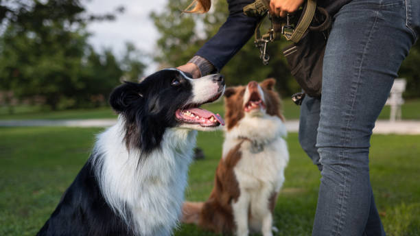 istock Border collie with owner training in a public park 2184260641