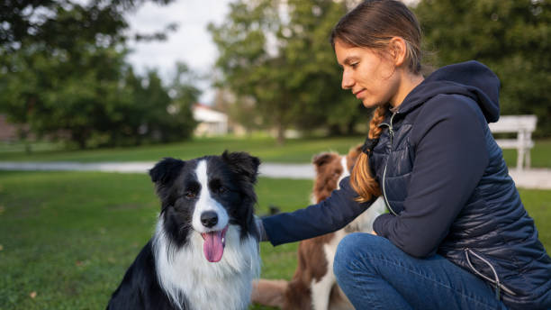 istock Border collie with owner training in a public park 2184260643