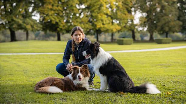 istock Border collie with owner training in a public park 2184260647