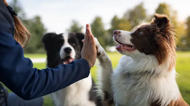 Border collie with owner training in a public park Border collie with owner training in a public park