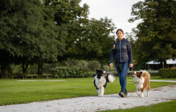 istock Border collie with owner training in a public park 2184260660