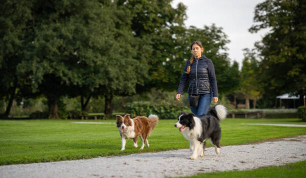 istock Border collie with owner training in a public park 2184260663