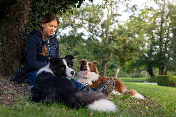 istock Border collie with owner training in a public park 2184260693