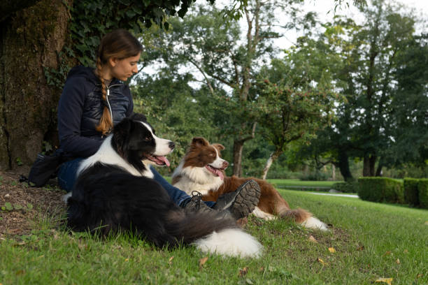 istock Border collie with owner training in a public park 2184260697