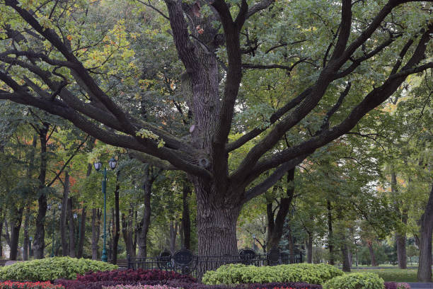 Tree of a black alder, European alder, European black alder, or just alder, (Alnus glutinosa), in the Topcider park, Belgrade, Serbia
