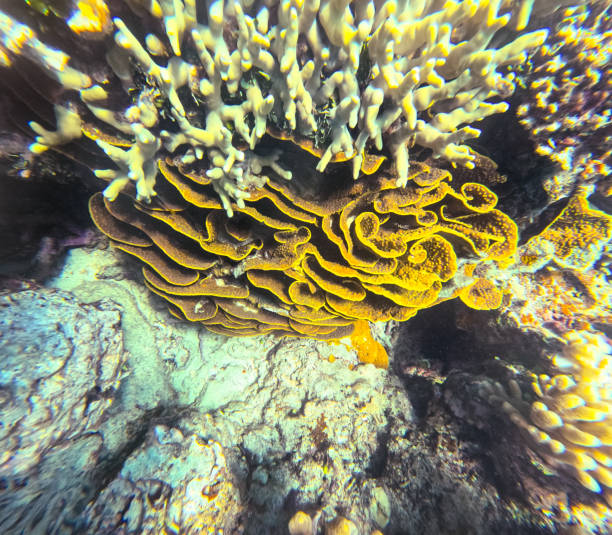 A beautiful purple Lettuce Leaf Coral (Agaricia agaricites) with it's folding leaves circling in on itself