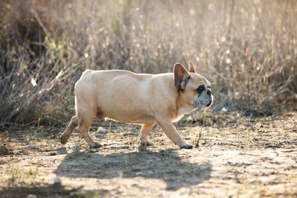 An adult French bulldog against a background of dry wheat-colored grass. A close-up allows us to see the dog's devoted, loyal eyes and the breed's perfect profile. He is no longer young and his muzzle is gray, but he is still full of energy. High quality photo