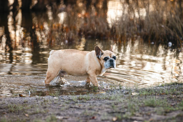 A French Bulldog leisurely wades through shallow water in a peaceful natural setting, surrounded by autumn colors, capturing a moment of exploration and simplicity.