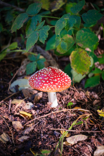 istock a close-up of a fly agaric in autumn 2184264108