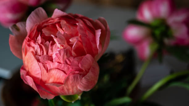 istock Peony flower close up pink delicate petals 2184266436
