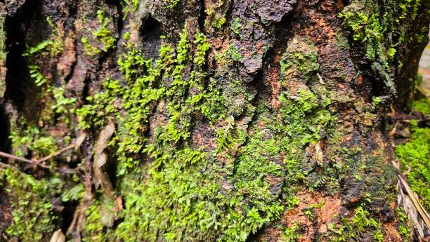 istock Moss on old wood tree background in the rain forest trails for hiking. 2184268413