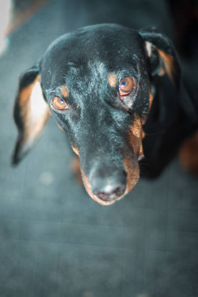 Gorgeous cute dog with kind eyes in different situations